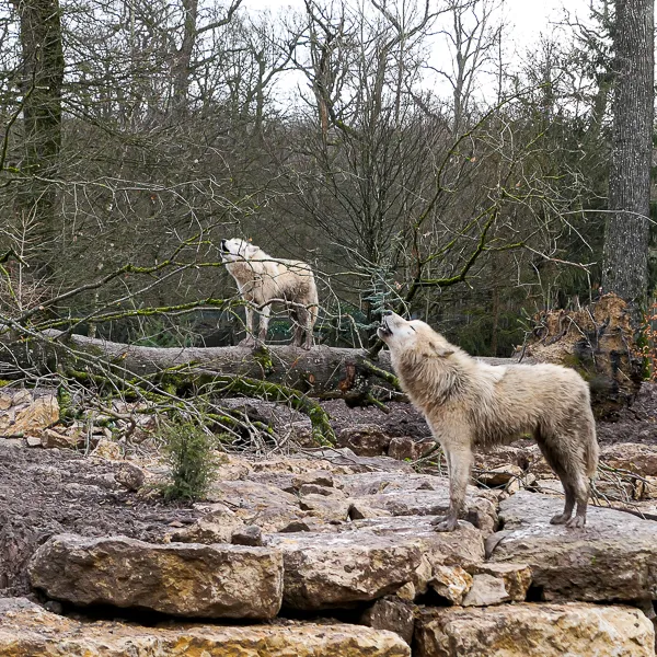 loups du parc de sainte croix